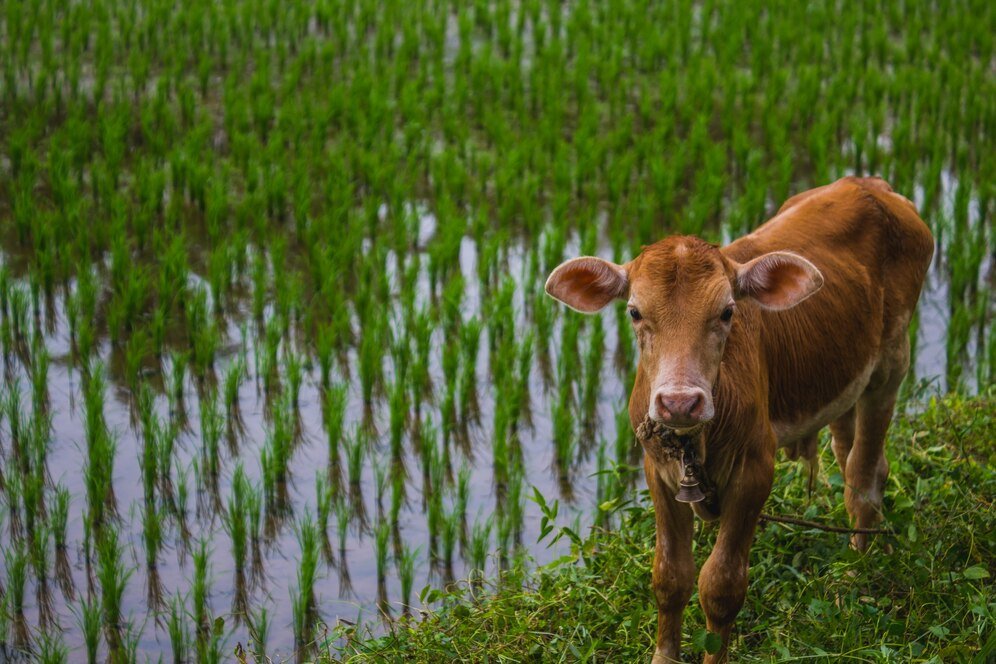 Blueprint for a Sustainable Food System and Thriving Small Organic Family Farms; Organic Valley Report