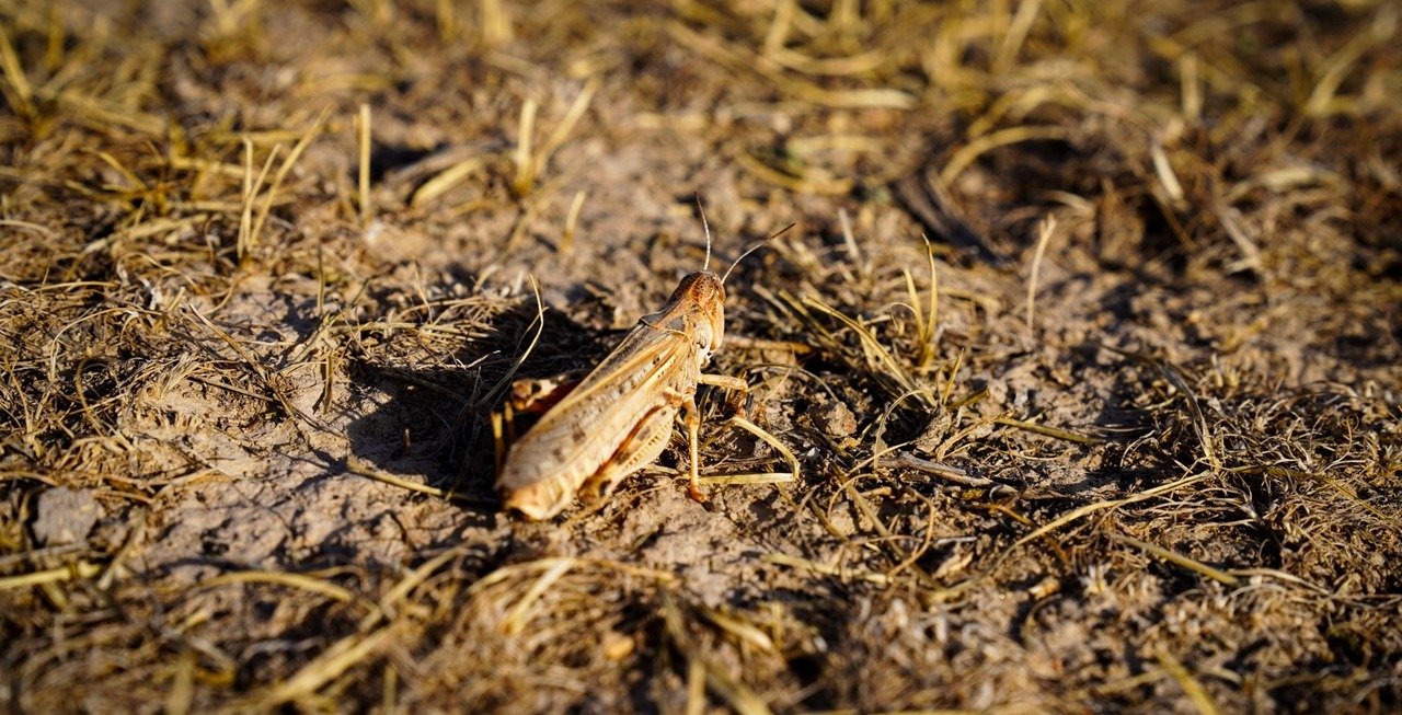 FAO warns of potentially devastating Moroccan Locust outbreak in Afghanistan’s wheat basket