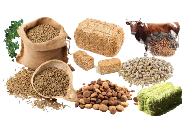 Asia’s Growing Appetite for Feed Additives