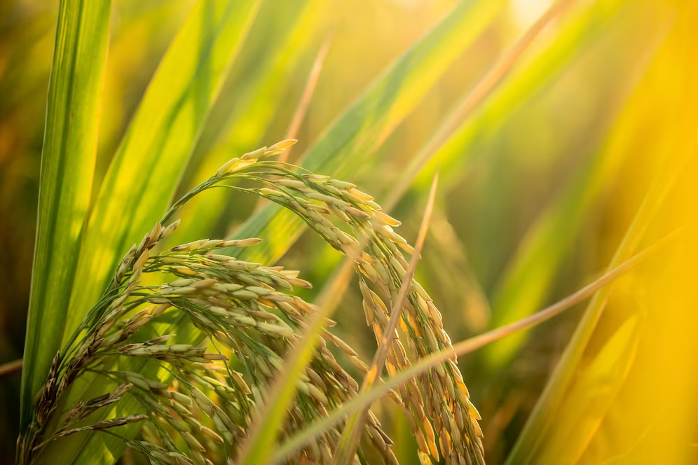 China's foreign trade of agricultural products up in Jan-April