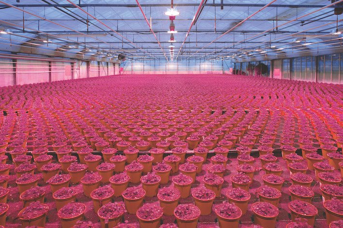 ams OSRAM unveils enhanced OSLON optimal horticultural LED series