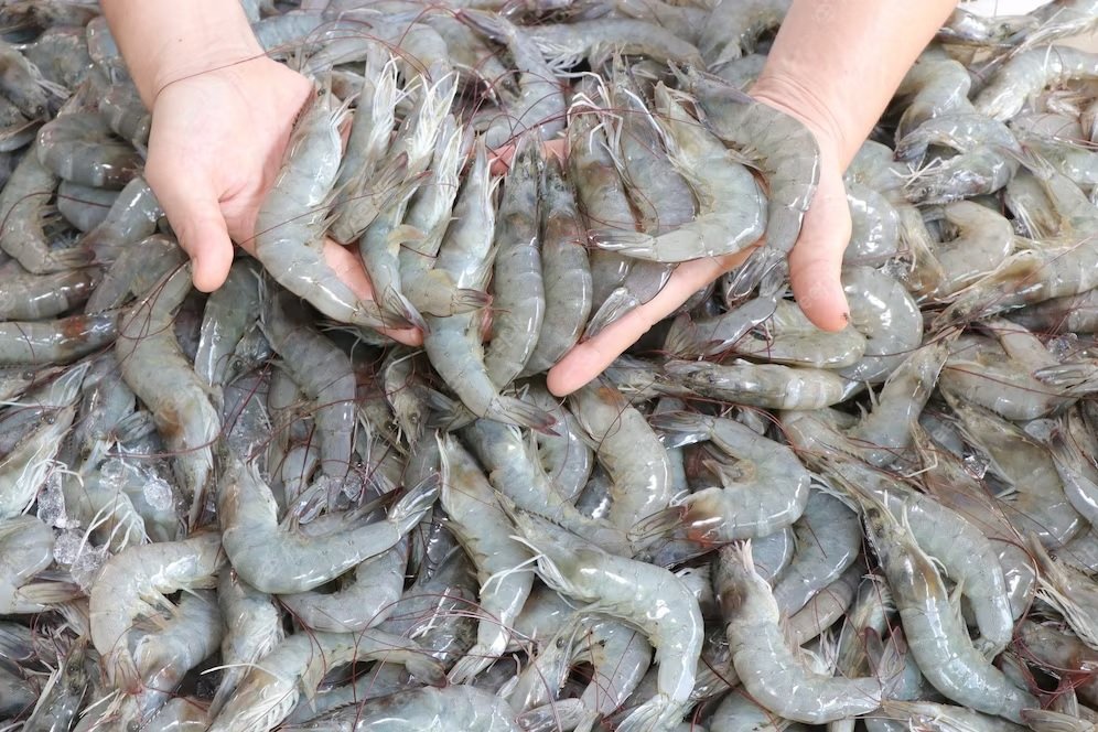 USITC maintains Antidumping Duties on Shrimp imports from China, India, Thailand and Vietnam
