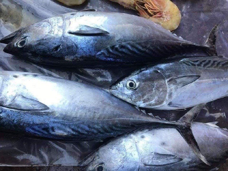 Vietnam’s tuna exports to Mexico reach $7.4 Mn