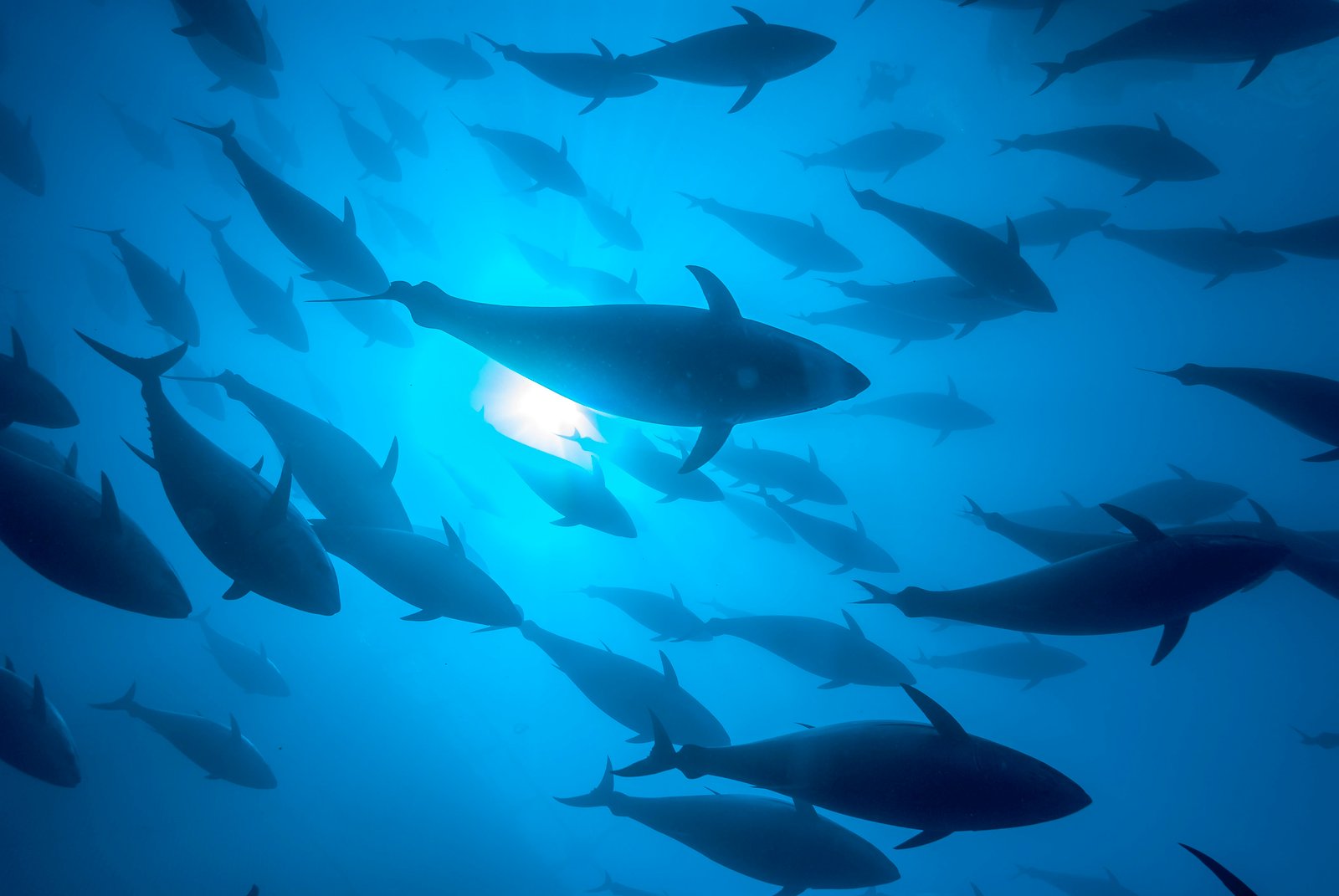 FAO to support implementation of landmark treaty for marine biodiversity