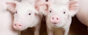 New trial from Brazil shows effects of Stalosan F for piglets