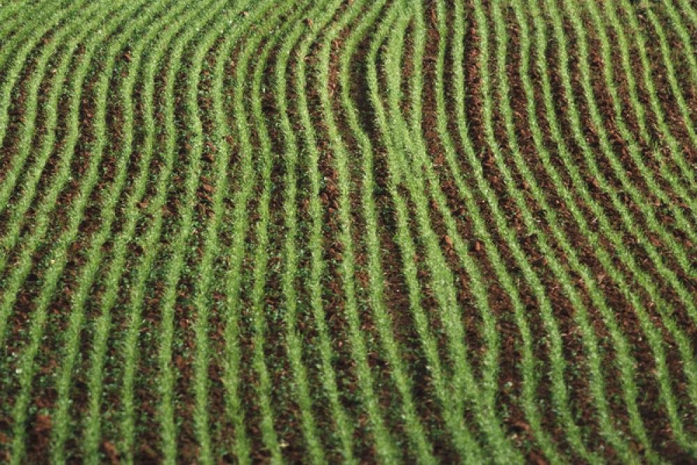 Australia’s winter crop production to fall from consecutive record highs