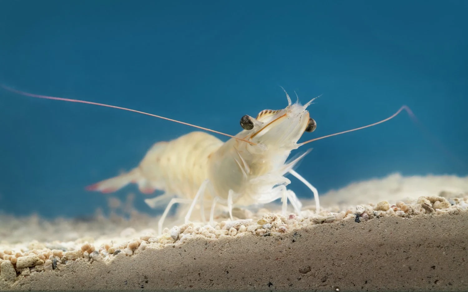 Skretting launches ‘Elevia’ a new shrimp feed
