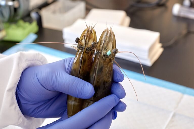 Center for Aquaculture Technologies (CAT) unveils Shrimp Genetics Innovation Center in Australia