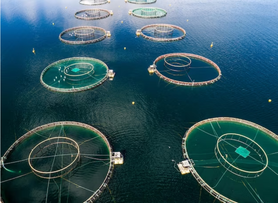 WTW launches Asia’s first 4-peril parametric insurance solution to unlock financing for aquaculture development