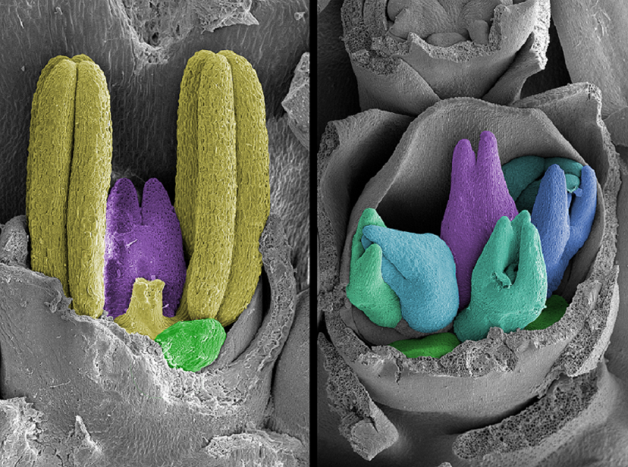 Australian researchers discover yield enhancing multiovary barley gene mutants