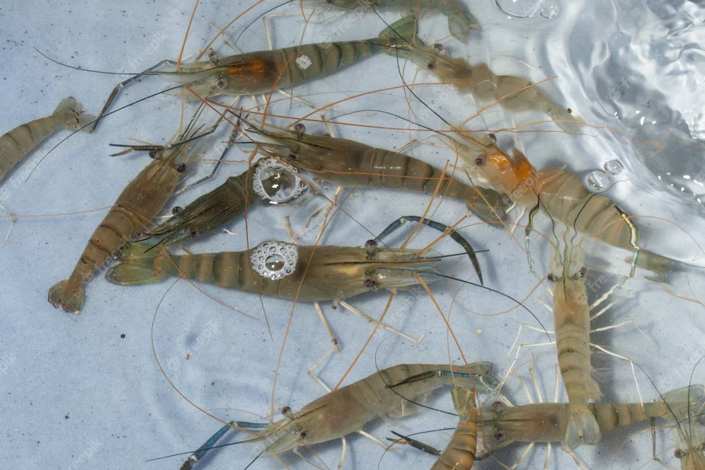 Thai and Indonesian imports trigger market turmoil for Malaysian prawn breeders