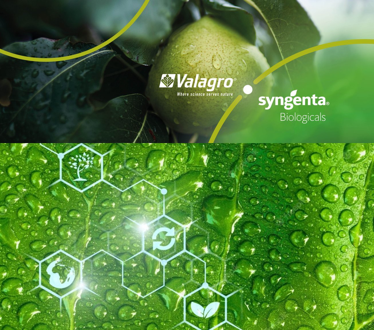 Syngenta creates Syngenta Biologicals to integrate its biologicals businesses