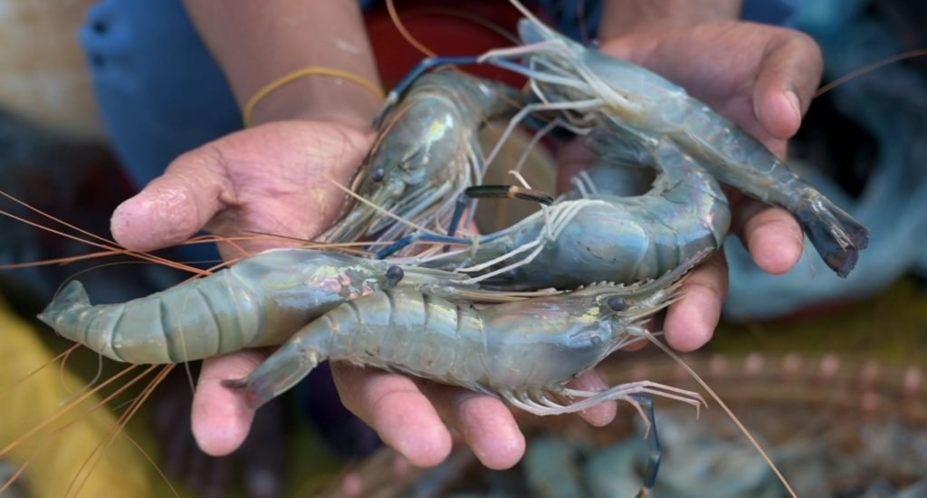 Novel digital tools to strengthen shrimp production in Bangladesh