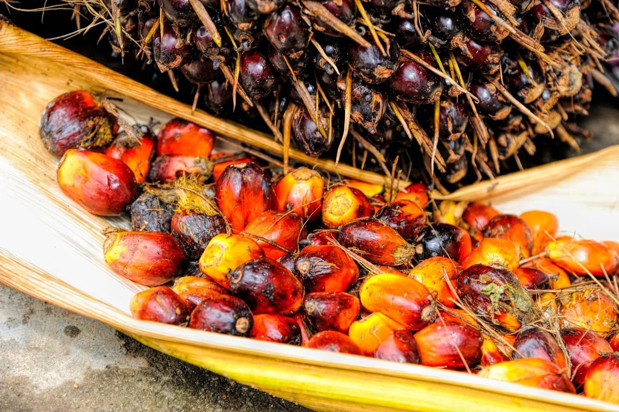 Malaysia Palm Oil prices may rise above RM4,300 in 2024 on supply, says MPOC