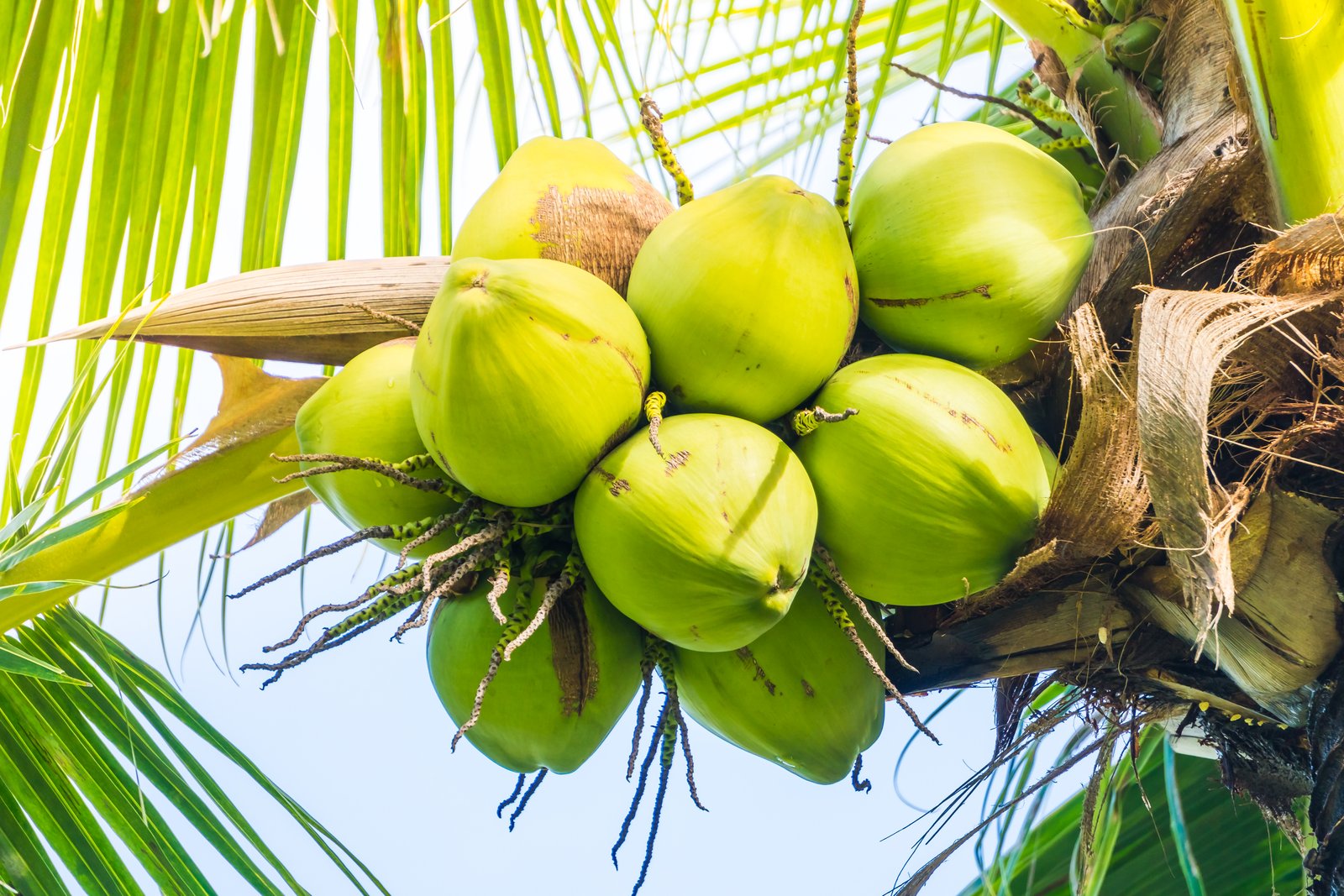 Vietnam’s coconut export to reach $1 billion by 2025