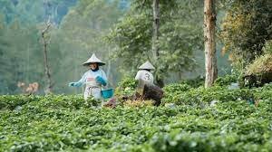 Social forestry creates lush landscapes in place of barren land in Indonesia
