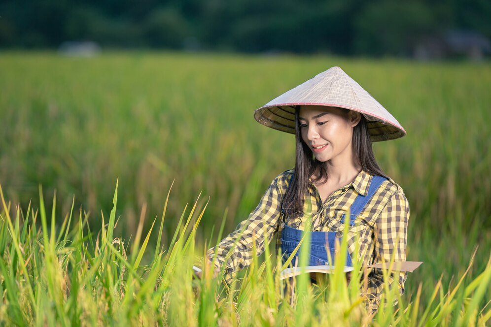 Vietnam Industry-trade ministry issues directive on rice export, supply stabilisation