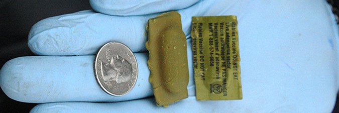USDA continues field evaluation of Oral Rabies Vaccine for Raccoons and other Wildlife