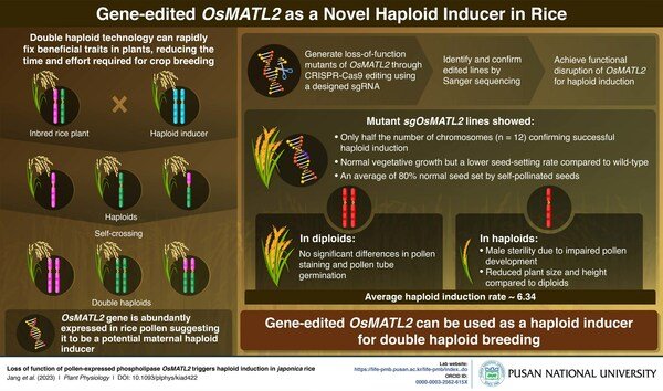 South Korea researchers explore genetic traits for Haploid induction in rice
