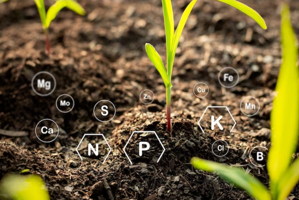Global Organic Fertilizers Market Valued at $13.5 Billion by 2028, unveils BCC Research