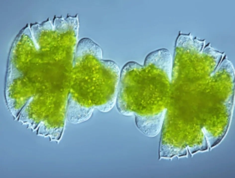 Biotechnology companies collaborate in pursuit of large-scale microalgae production