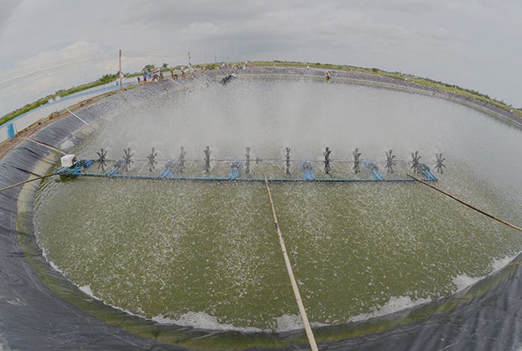 Vietnam accomplishes three stages white leg shrimp farming model without discharging water