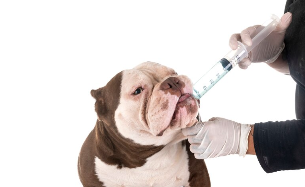 Australia-Indonesia strive into oral rabies vaccination trial for dogs