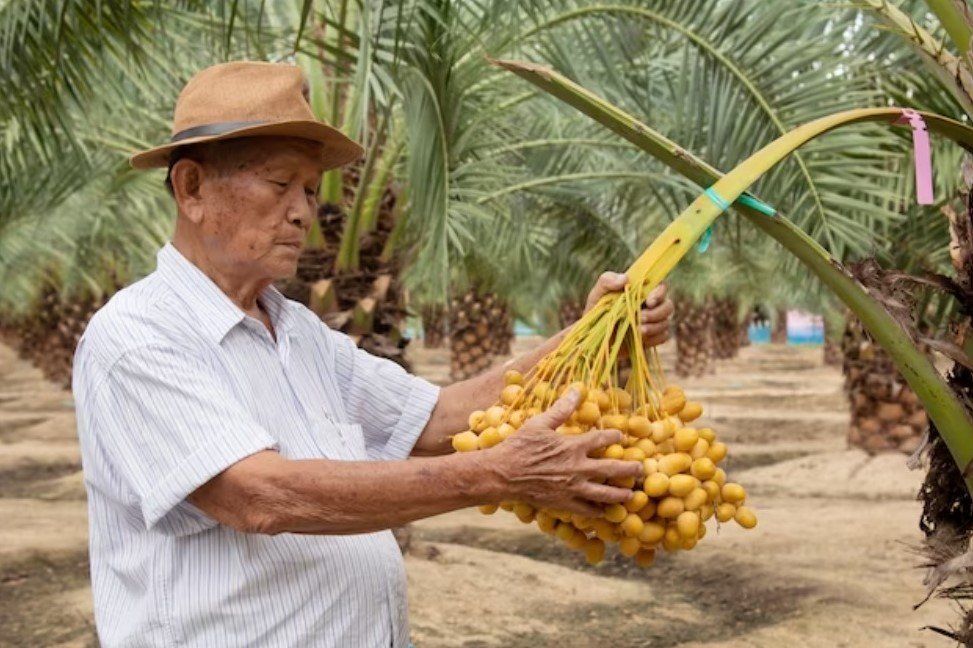 Indonesia implements NAP for Sustainable Palm Oil Plantations
