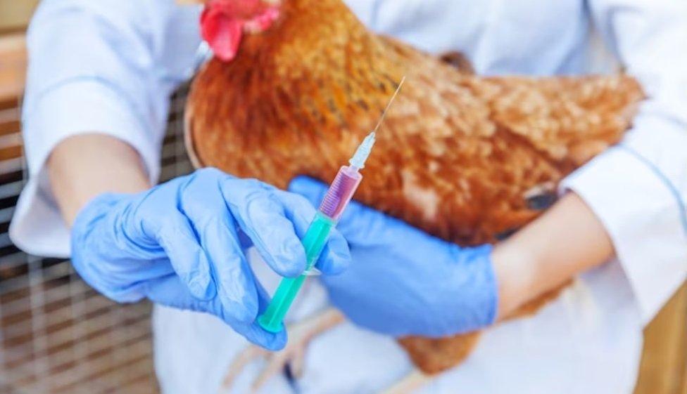 Australia invests $7 million in national avian influenza preparation