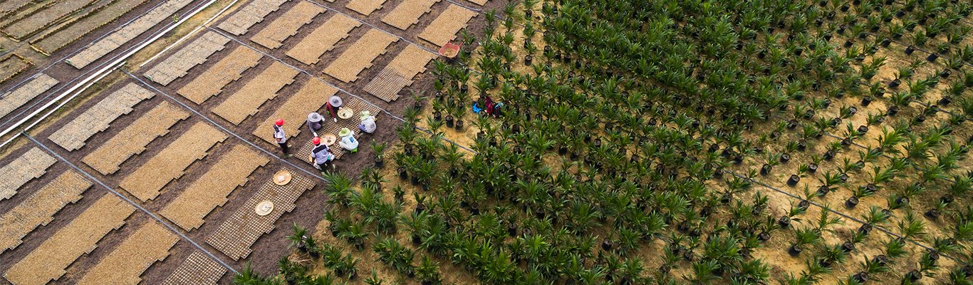 GAR unleash first RSPO Certification for Smallholders under Sawit Terampil Programme in Indonesia