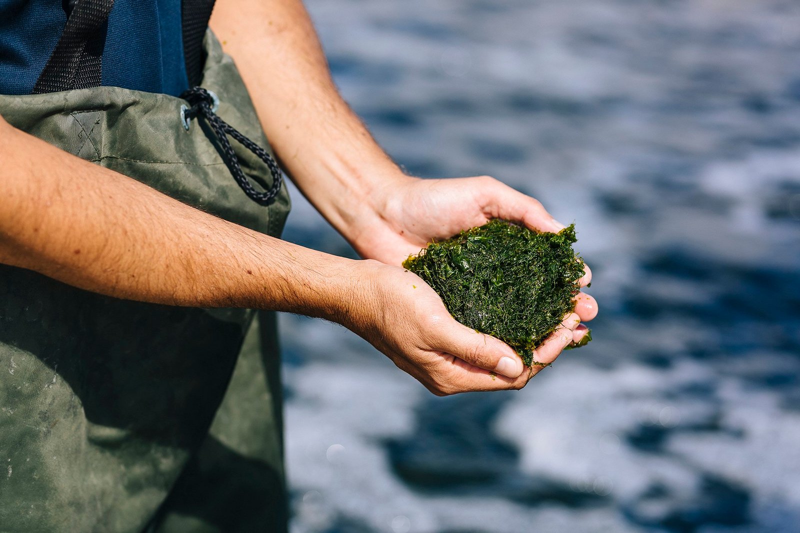 Australia's top 10 seaweed firms form industry alliance through ASSA