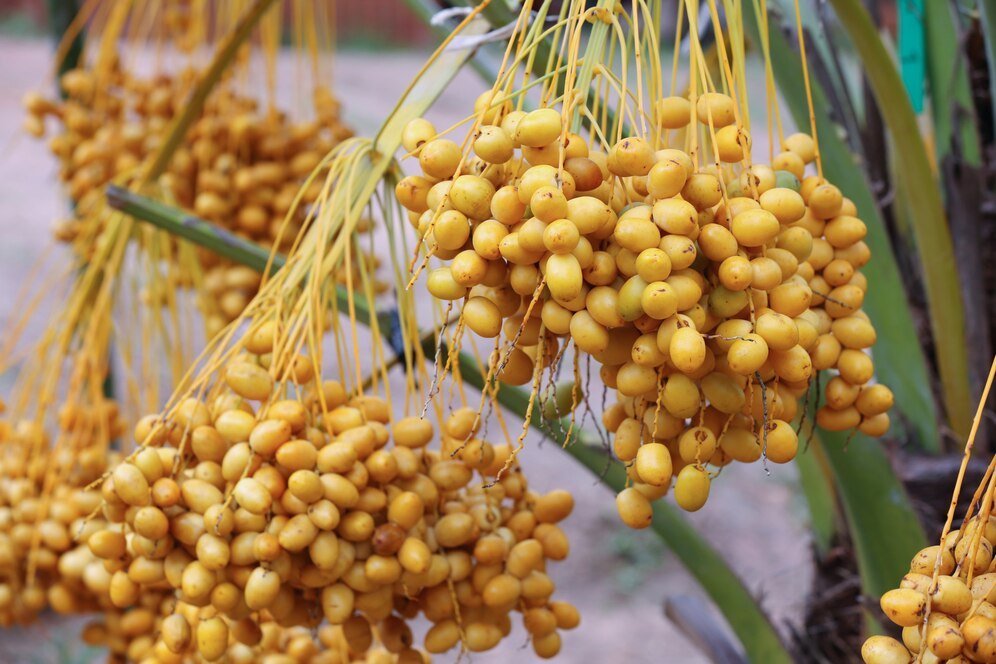 Malaysia's tropical palm oil industry continues to be the world's second-biggest exporter, Q4 2023