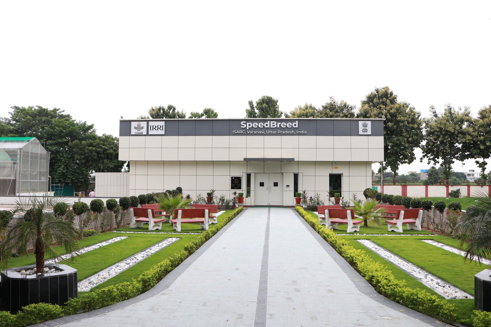 IRRI develops first-of-its-kind speed breeding protocol for indica and japonica rice