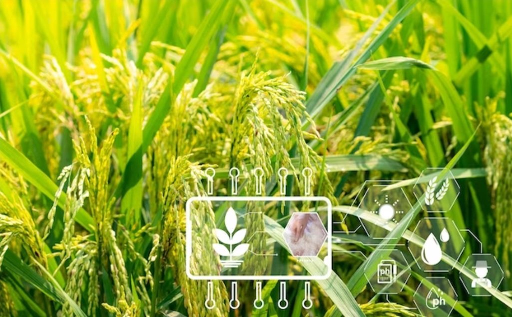 Australia's NSW to modernize rice sector exporting to strengthen viability in rice industry