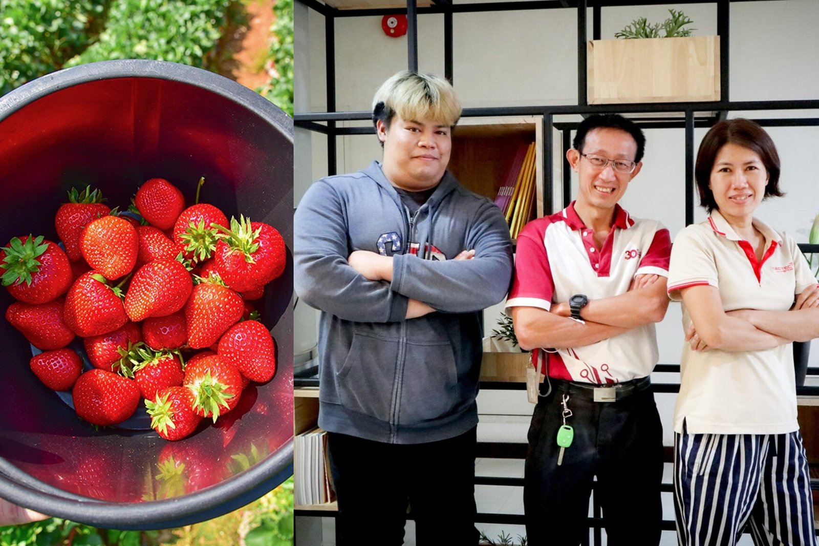 Thailand launches Chatbot for strawberry disease diagnosis using AI images