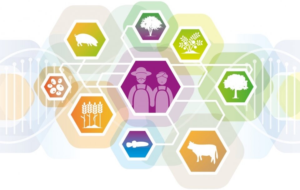 FAO releases 15 case studies on the use of biotechnologies to meet the needs of smallholders