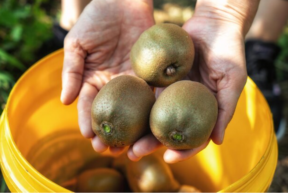Lincoln University and Ballance Agri-Nutrients join forces to drive agricultural innovation in NZ