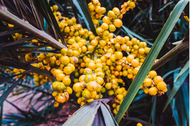Malaysia to ally with Egypt to expand Palm Oil exports to Africa