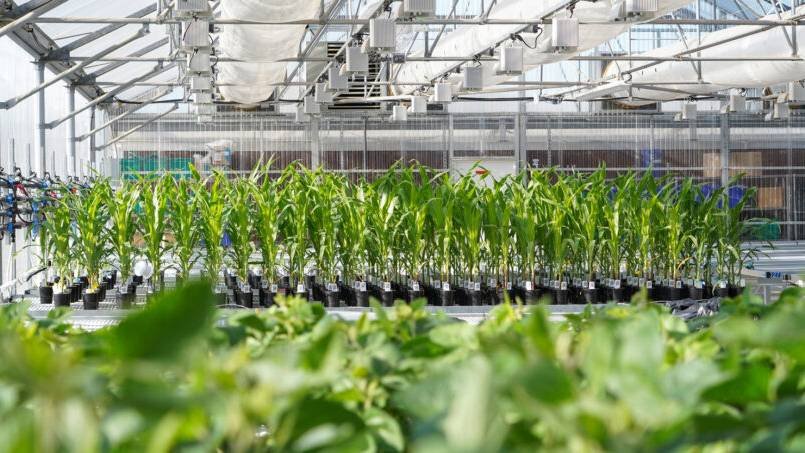 ADAMA launches new multi-Crop, broad spectrum fungicide