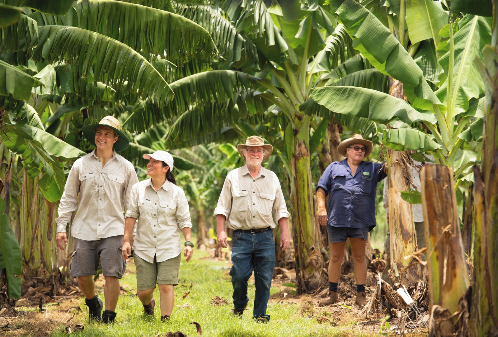Australia approves planting of GM Banana for commercial supply chain