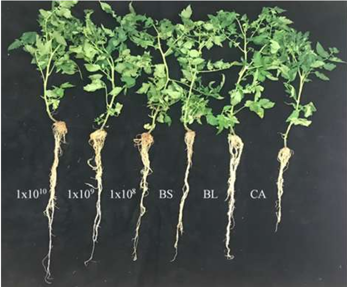 New frontiers in sustainable agriculture can be found in consortia of bacteria or fungi