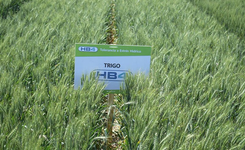 Bioceres commercializes first HB4 transgenic wheat in Argentina