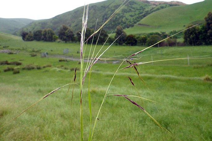 EPA approves rust fungus to combat invasive grass on New Zealand farms