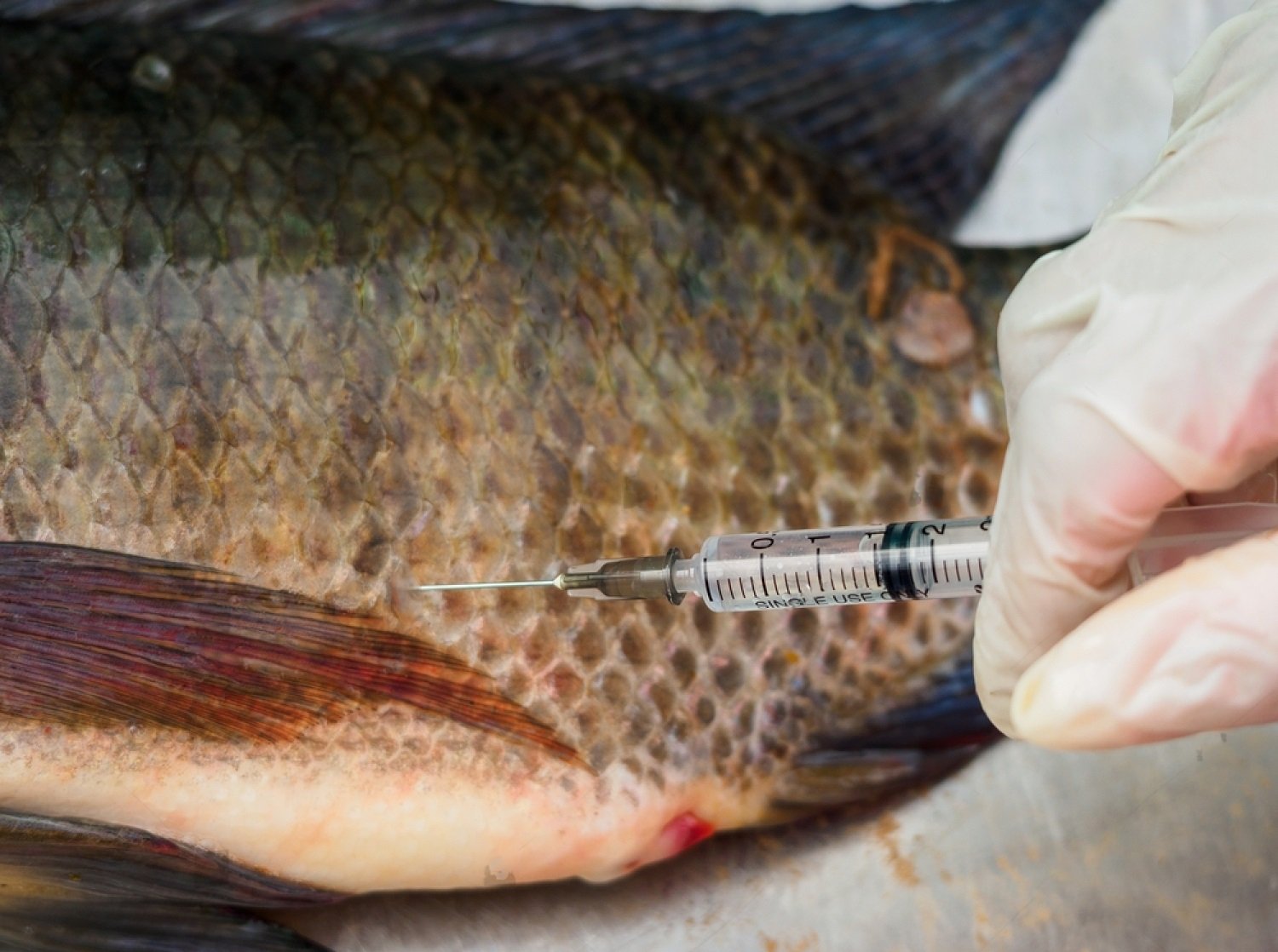 Singapore's UVAXX develop novel epitope-based vaccine for SDDV infection in Barramundi