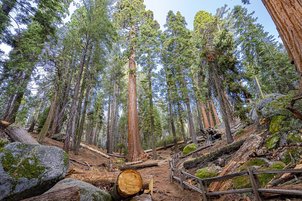 Australia approves National Diagnostic Protocol (NDP) for Pine-wood nematode