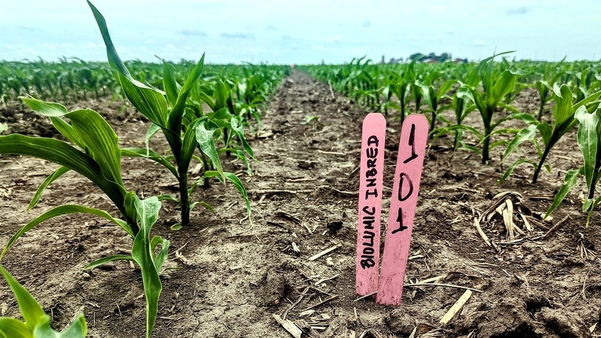 BioLumic partners with Beck’s Hybrids and other major seed companies to boost corn productivity via UV light