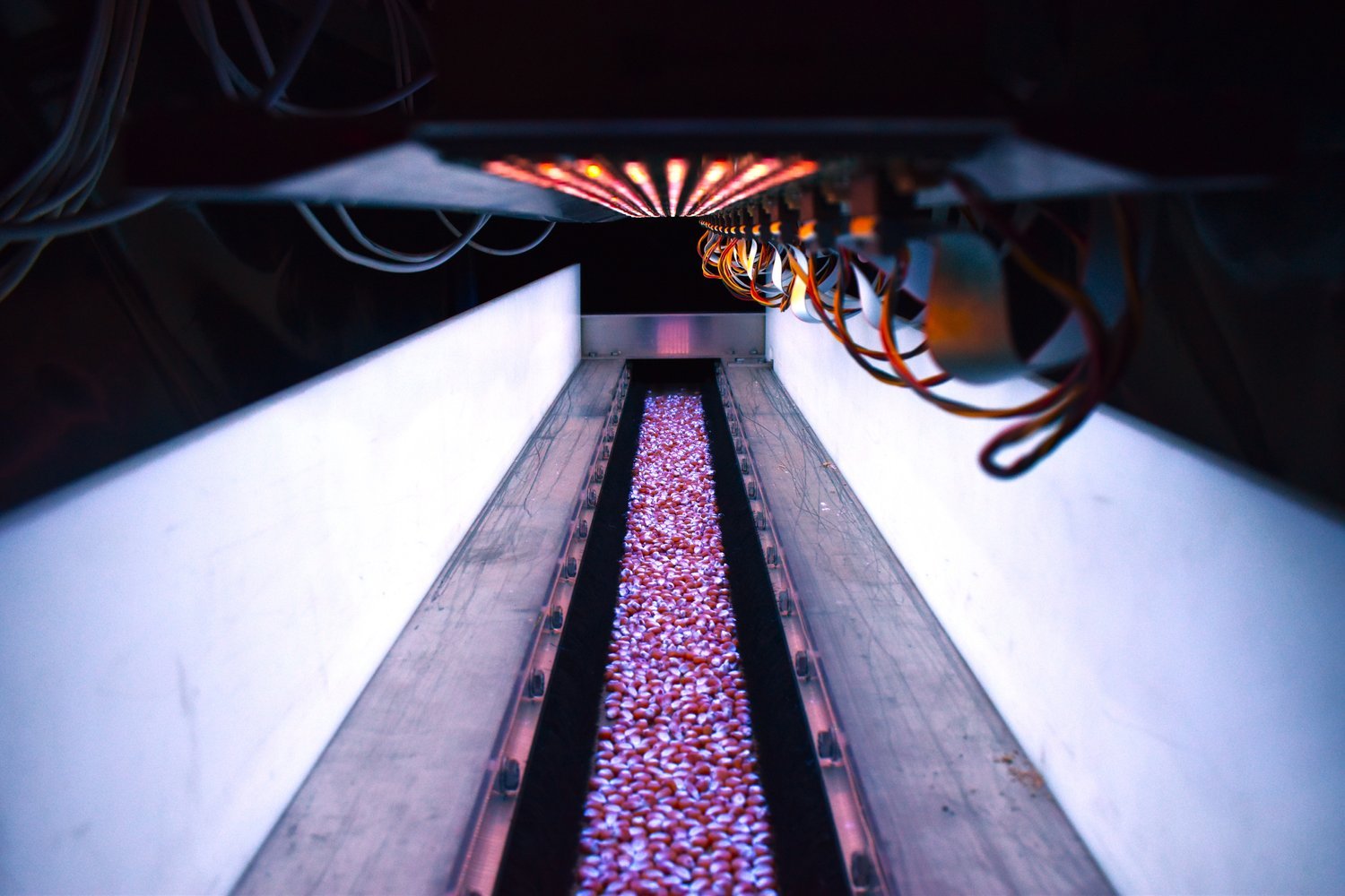 New Zealand's BioLumic to enhance inbred corn lines through UV activation of genetic expression