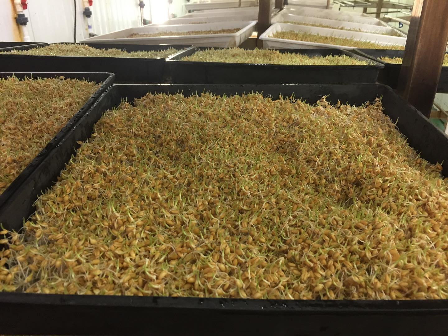 Caudill Sprouting bolsters sprouting industry with International Sprout Growers Association (ISGA)