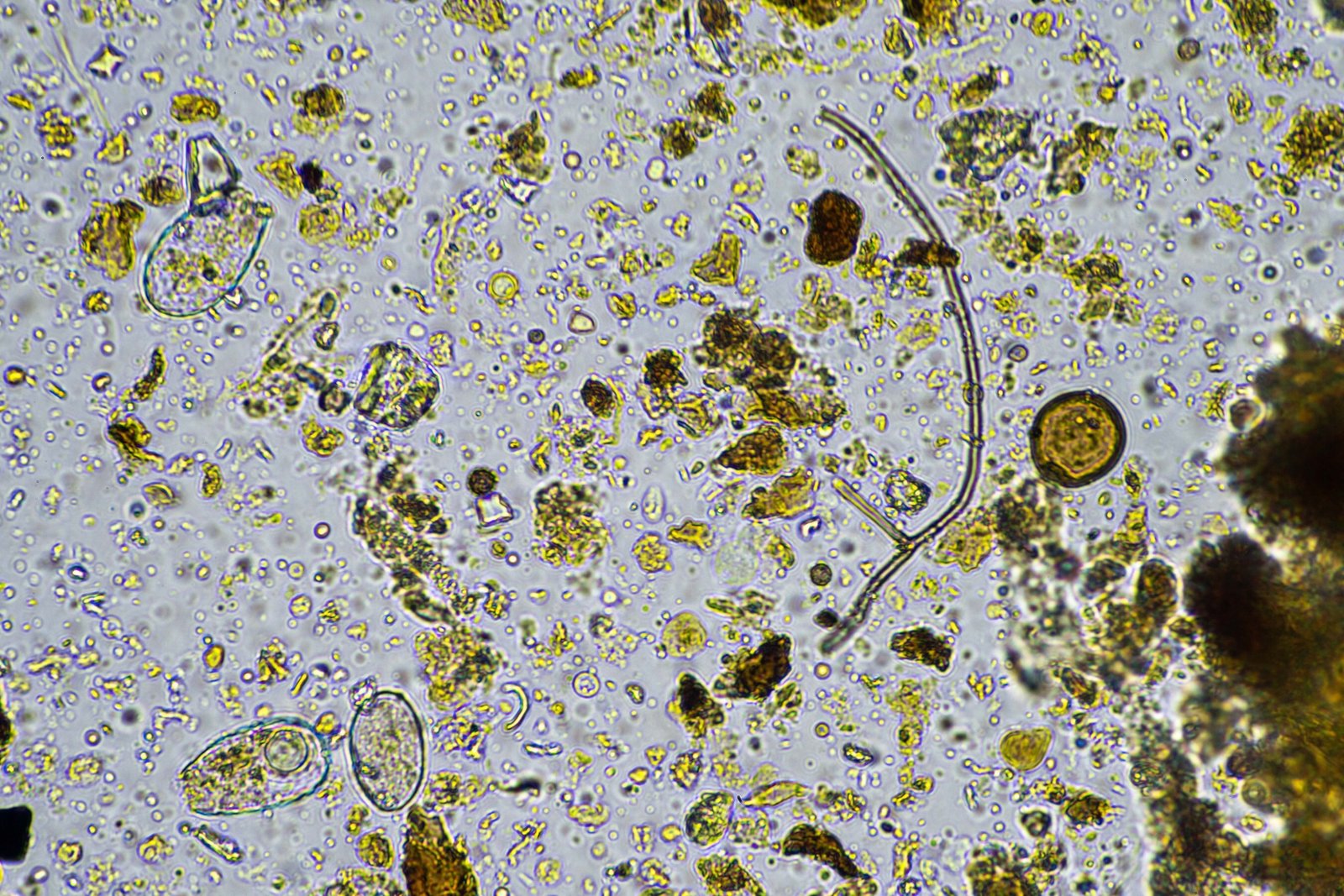 Moa and NAICONS join forces to discover next-gen bioactive herbicides