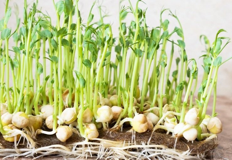 Bayer introduces Vyconic™ Soybeans, a Groundbreaking Advance in Weed Management